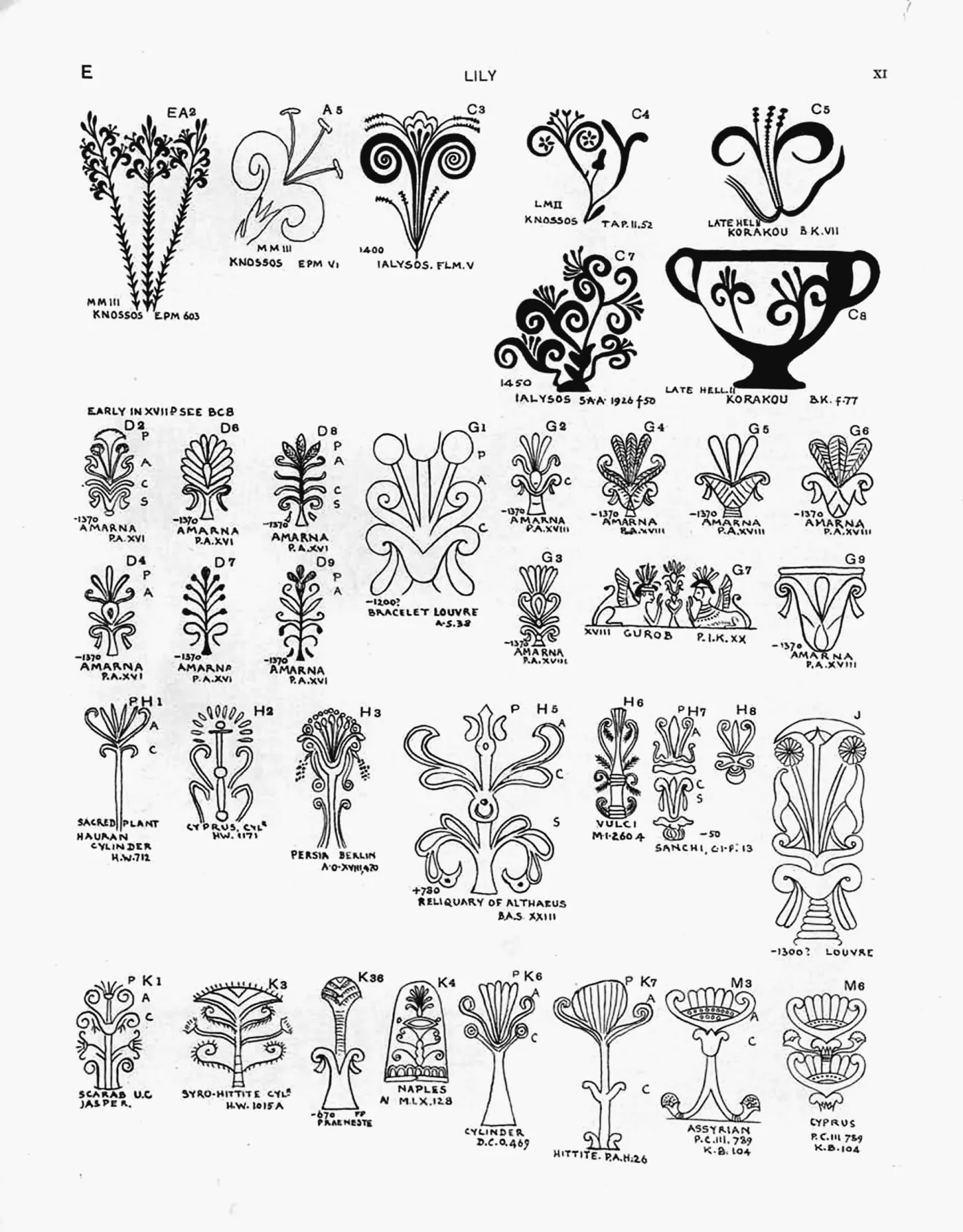 Plate XI — Lily