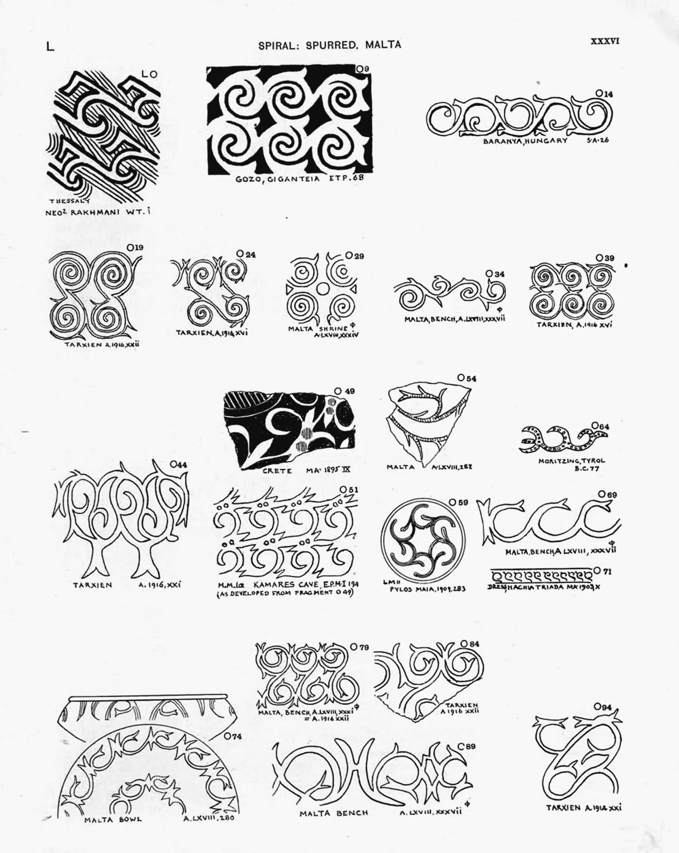 Plate XXXVI — Spiral: Spurred, Malta